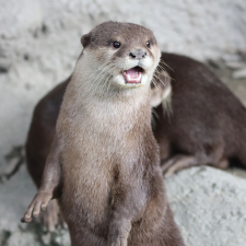 Avatar for Yang Sheng Han from gravatar.com