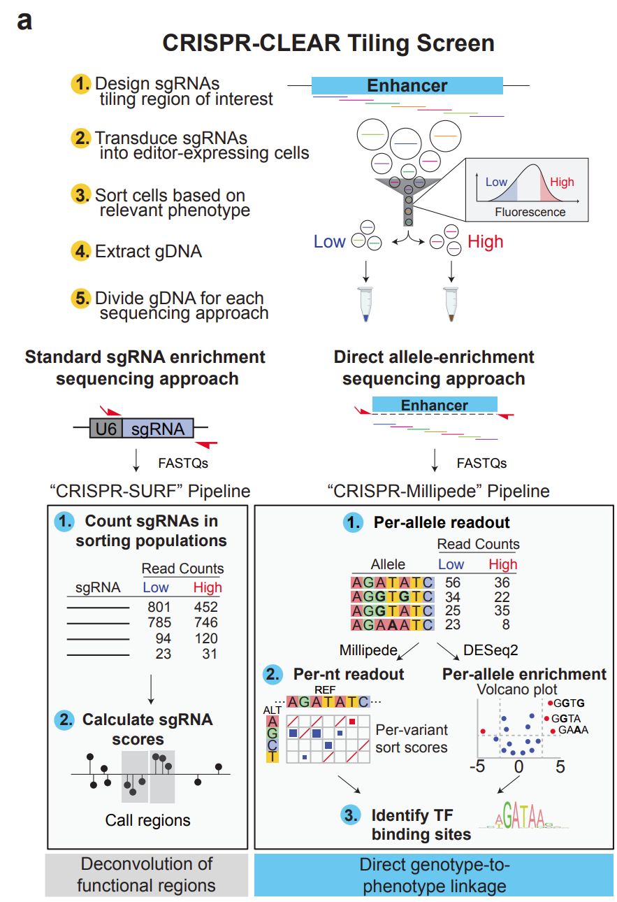 CRISPR-CLEAR framework