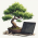 Avatar for addonol from gravatar.com