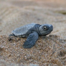 Avatar for larsvegas from gravatar.com