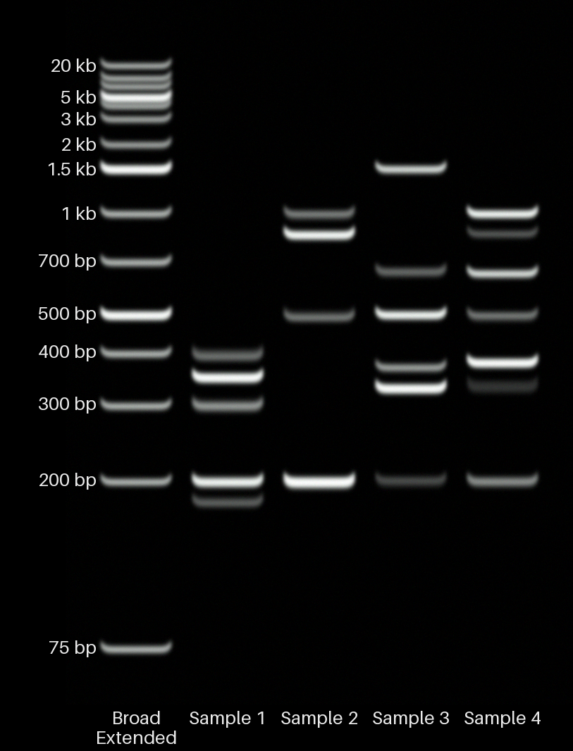 Four sample gel with photographic rendering
