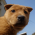 Avatar for wankkoree from gravatar.com