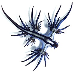 Glaucus Atlanticus Sea Slug