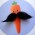 Avatar for majorcarrot from gravatar.com