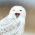 Avatar for CupOfOwls from gravatar.com