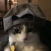 Avatar for TheusHen from gravatar.com