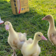 Avatar for bcomnes from gravatar.com