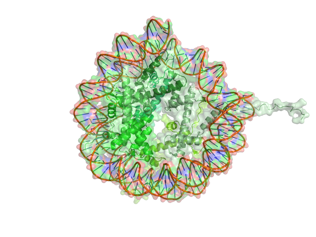 Nucleosome core particle (1AOI) rendered in MCPymol's ghost-heart style