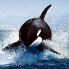 Avatar for Orca from gravatar.com