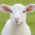 Avatar for dardT from gravatar.com