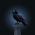 Avatar for rook-builds from gravatar.com