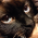 Avatar for racebrook from gravatar.com
