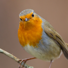 Avatar for Lorenz Schmidt from gravatar.com