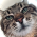 Avatar for c3kay from gravatar.com