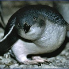 Avatar for djmoore from gravatar.com