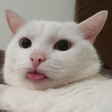 Avatar for Jeroen van 't Ende from gravatar.com