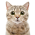 Avatar for pudge_vibes from gravatar.com