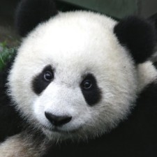 Avatar for Kerry Wang from gravatar.com