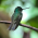 Avatar for firsttry from gravatar.com