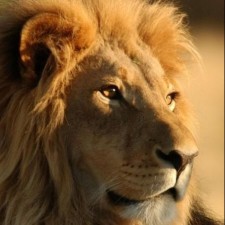 Avatar for Davide Aliprandi from gravatar.com