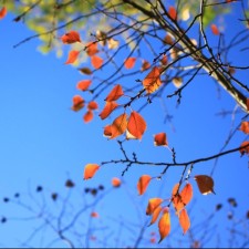 Avatar for hyacinthus from gravatar.com