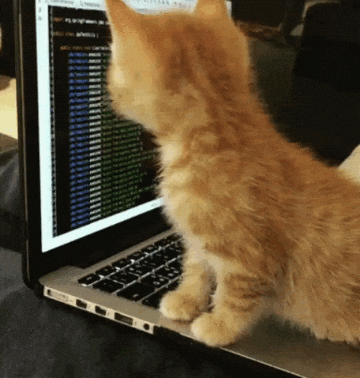 Cat Searching