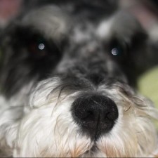 Avatar for cho from gravatar.com