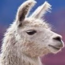 Avatar for William from gravatar.com