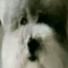 Avatar for Wish from gravatar.com
