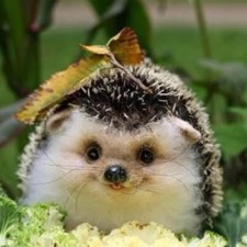 Avatar for Sai Rithwik M from gravatar.com