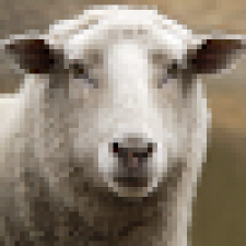 Avatar for corryalpha from gravatar.com