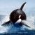 Avatar for Orca from gravatar.com