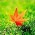 Avatar for ijry from gravatar.com