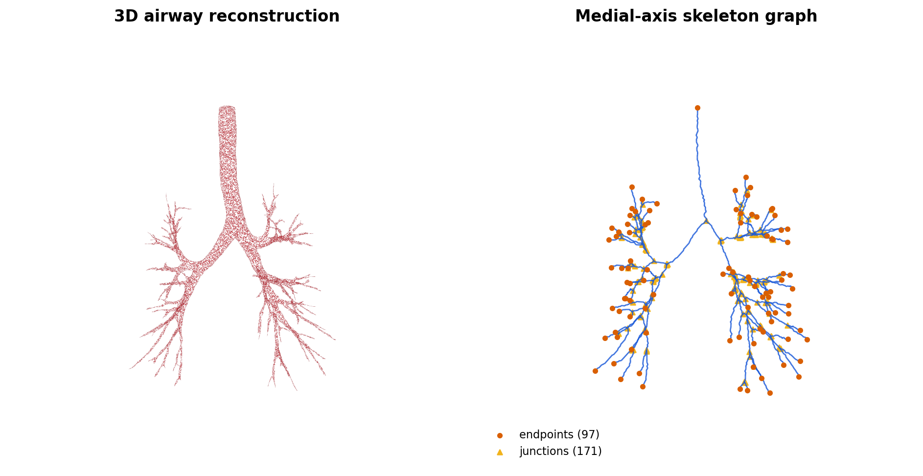 Airway tree mesh next to its medial-axis skeleton graph