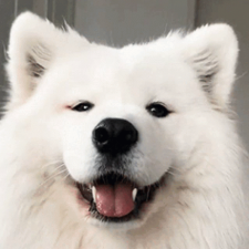 Avatar for Dog from gravatar.com