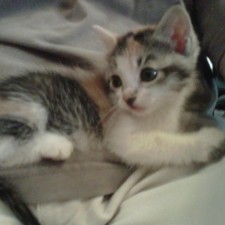 Avatar for Kaedenn A.D.N. from gravatar.com