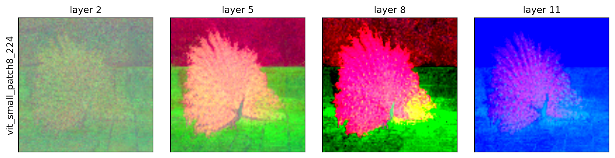 DINO feature maps across layers