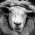 Avatar for martijnvermaat from gravatar.com