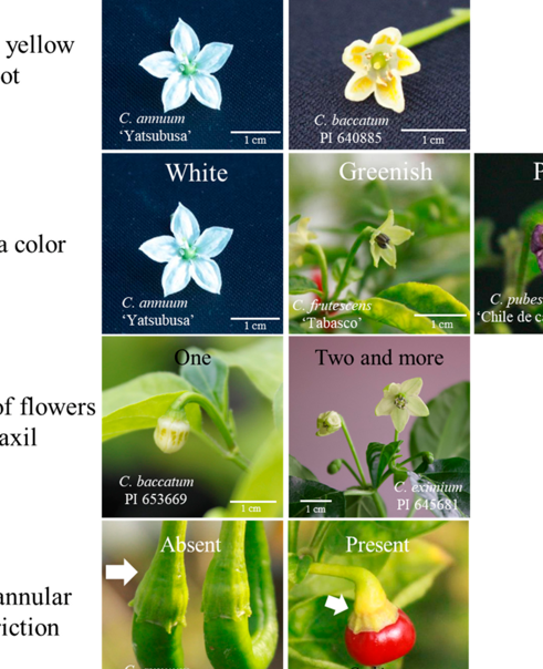 The query: a cropped, downscaled section of the Capsicum traits figure with no metadata