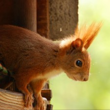 Avatar for Johannes Rottler from gravatar.com