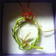 Avatar for xraywu from gravatar.com