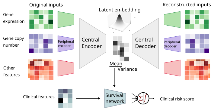 Illustration of MyeVAE architecture, hosted on github