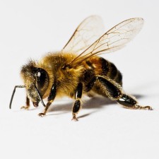 Avatar for Brian J Raney from gravatar.com