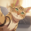 Avatar for NIKDISSV-Forever from gravatar.com