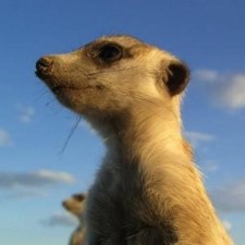 Avatar for linusyoung from gravatar.com