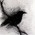Avatar for blackbird_sings from gravatar.com