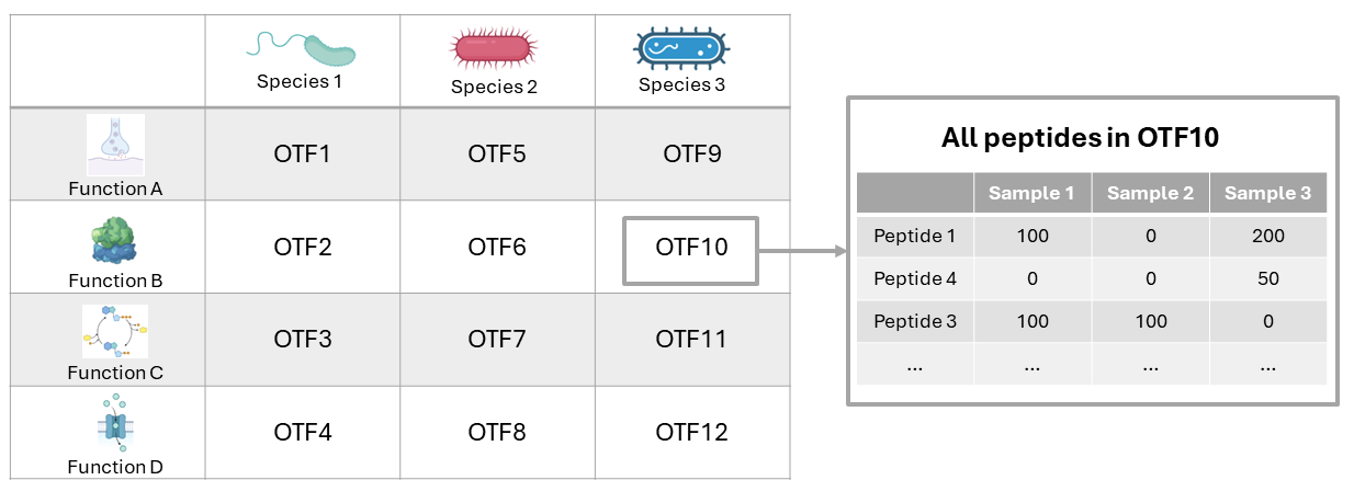 OTF_Structure