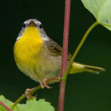 Avatar for Jess Sullivan from gravatar.com