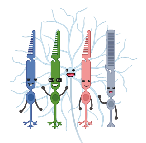 photoreceptor-characters