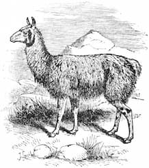 llama-small